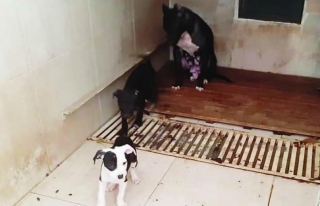 Pitbull Terrier cinsi köpek ve yavrularına el konuldu...