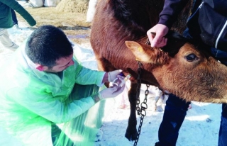 Çetin: Hayvanlarda yavru atma vakaları bulaşıcı