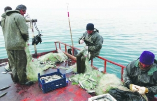 Van Balığı'nı avlamak üç ay boyunca yasaklanıyor