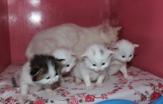 Kedi villasında ilk yavrular dünyaya gözlerini...