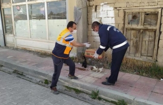 Gürpınar'da sokak hayvanları için yem bırakıldı