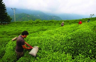 Yaş çay üreticilerine 192 milyon liralık destek...