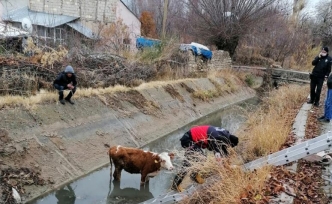 Şamran Kanalı'na düşen inek kurtarıldı 