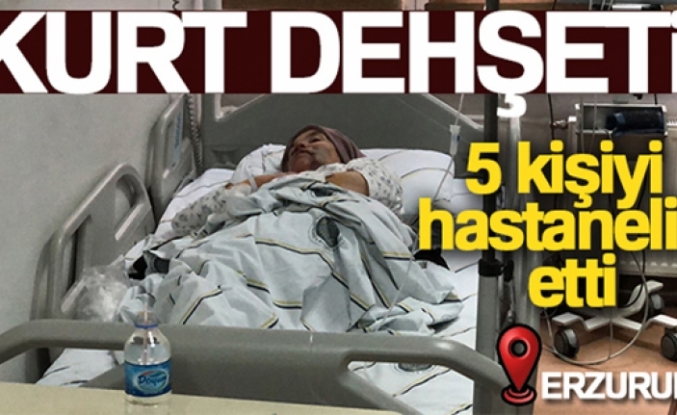 Erzurum'da kurt dehşeti: 5 yaralı